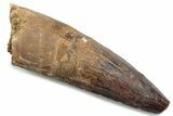 Fossil Spinosaurus Tooth - Real Dinosaur Tooth #381087-1